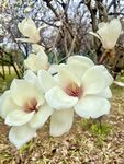 玉兰花