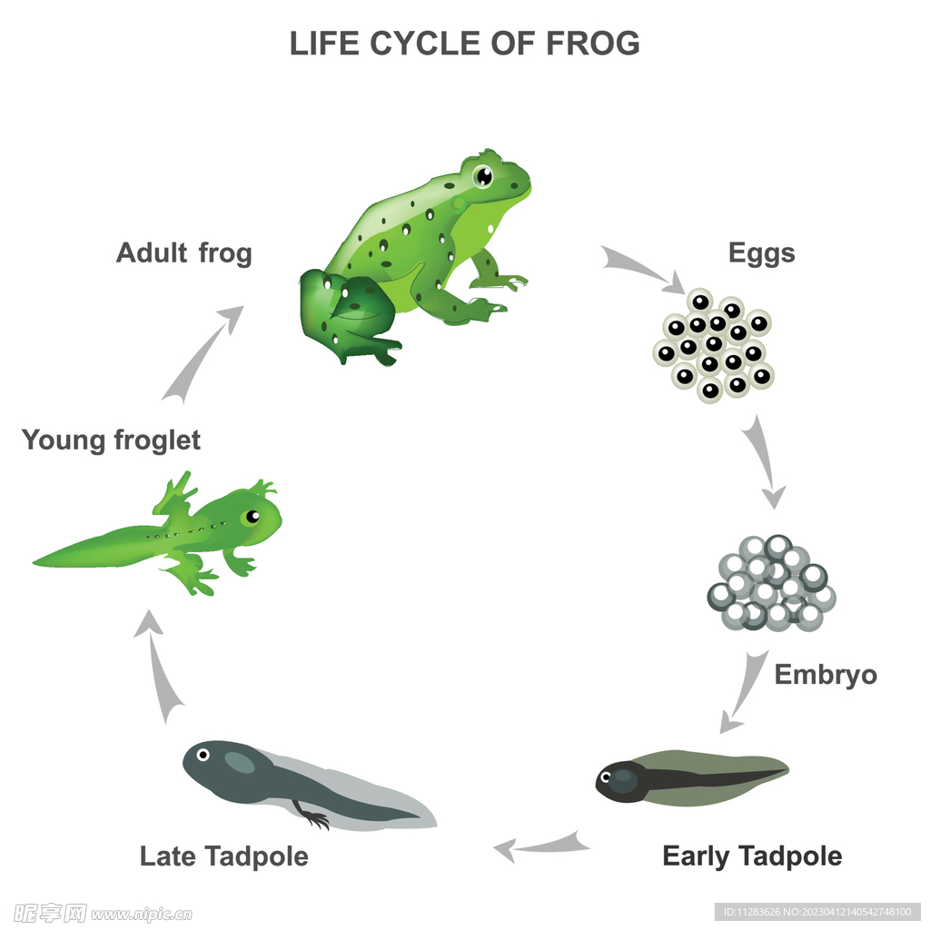 青蛙发育过程