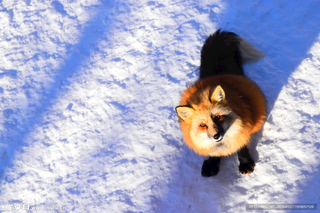 雪中狐狸