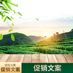 茶叶主图