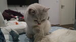 猫咪