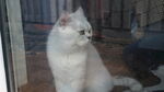 小猫