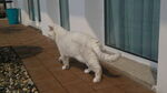 猫猫