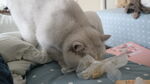 小猫吃东西
