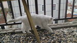 猫咪