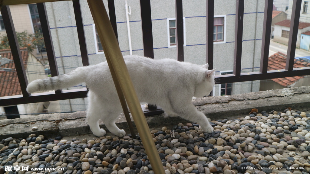 猫咪