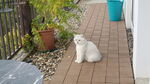 小猫咪