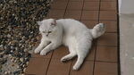 猫咪