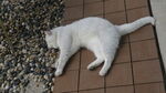 白色小猫