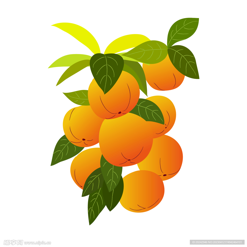 橙子 