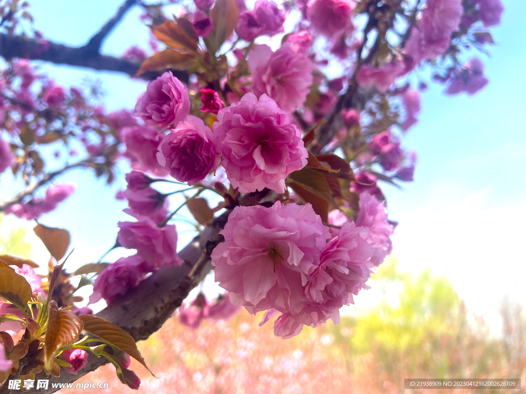 樱花