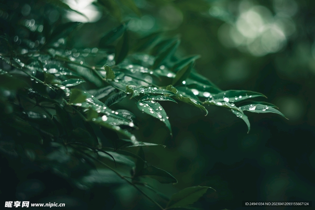 树叶露珠露水森林绿色高清背景