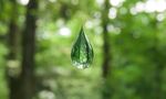 森林水滴水珠绿色高清图片