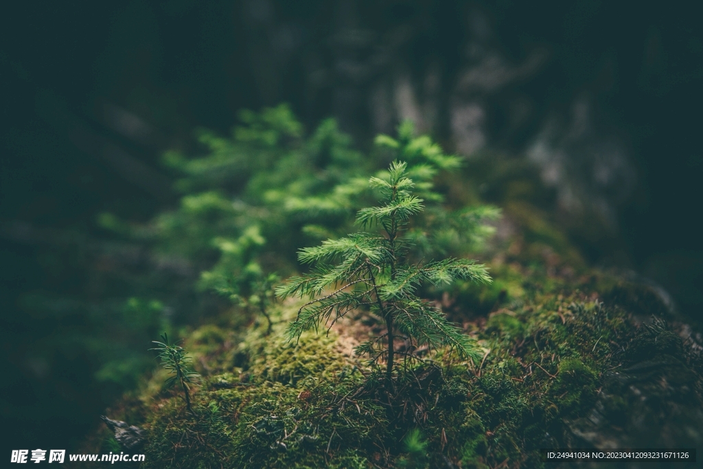 小树苔藓绿色植物