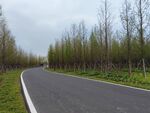 杉树林弯道