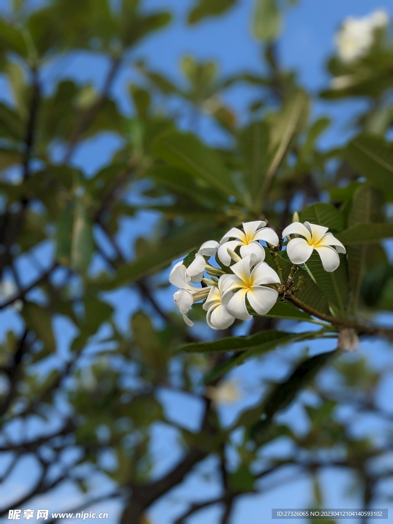 鸡蛋花