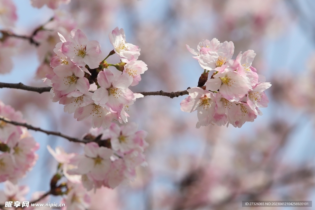 樱花 