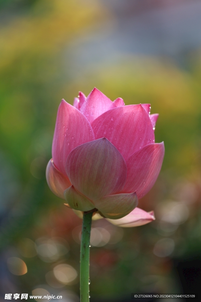 莲花 