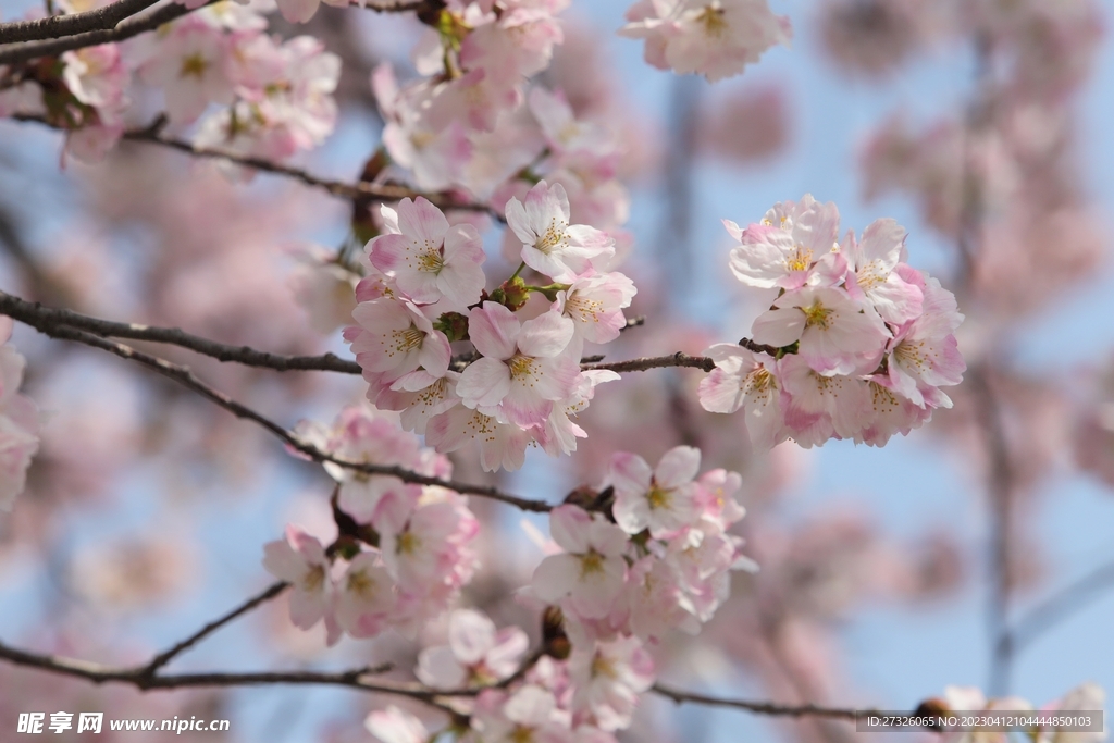 樱花