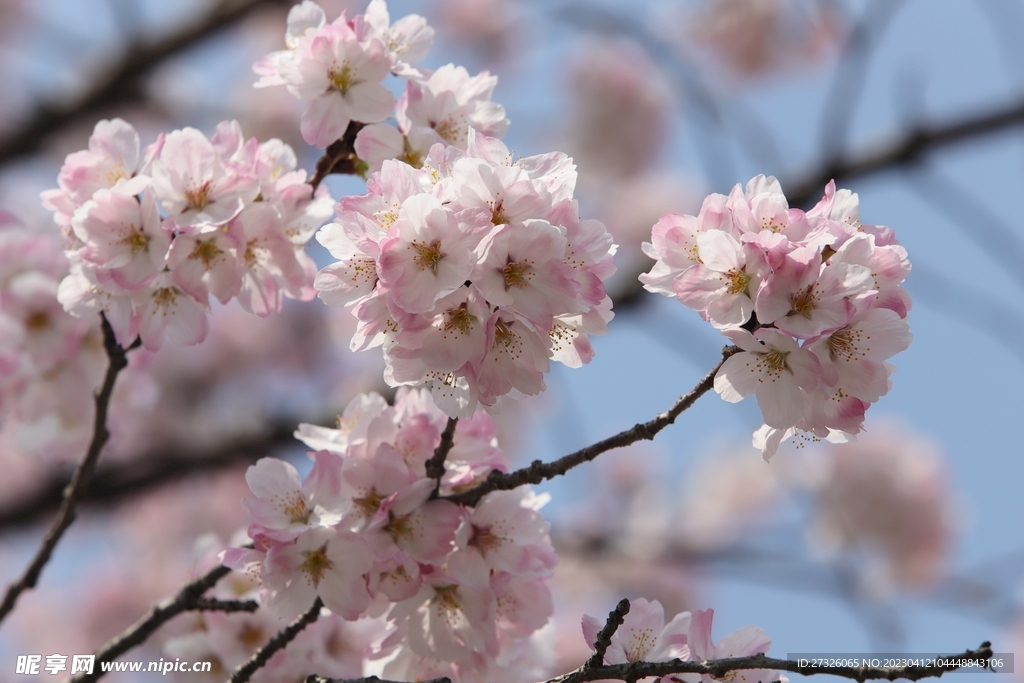 樱花