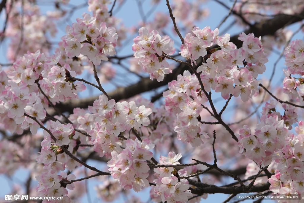 樱花