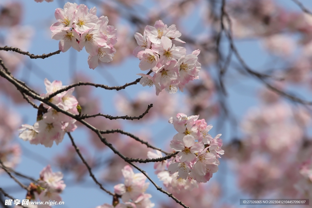 樱花 