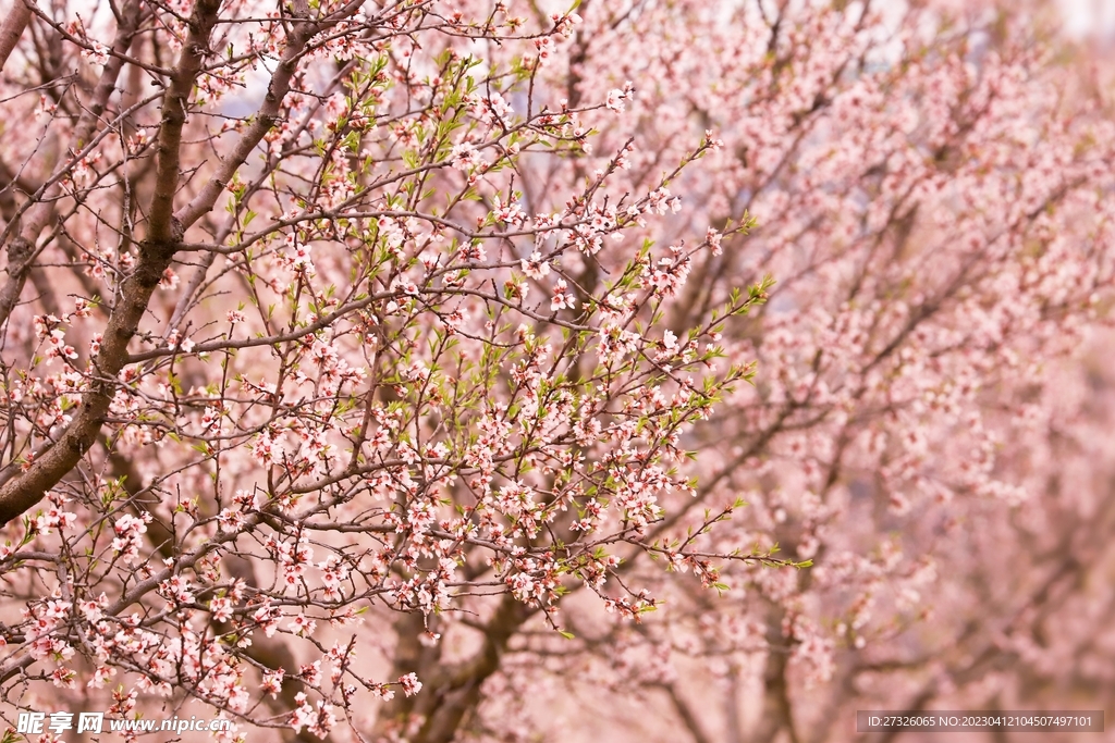 樱花 
