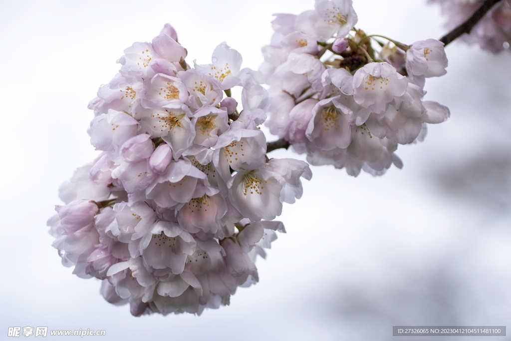 樱花 