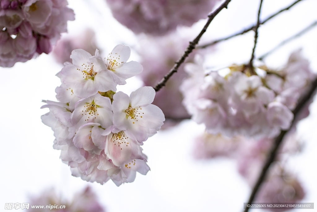 樱花