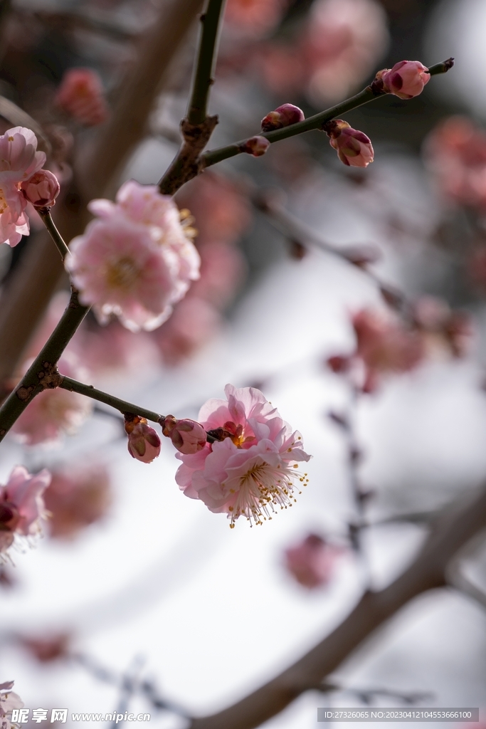 桃花