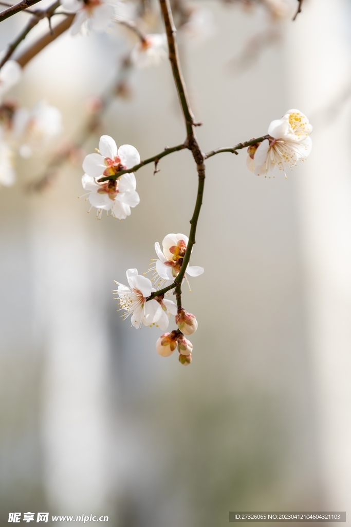 梨花 