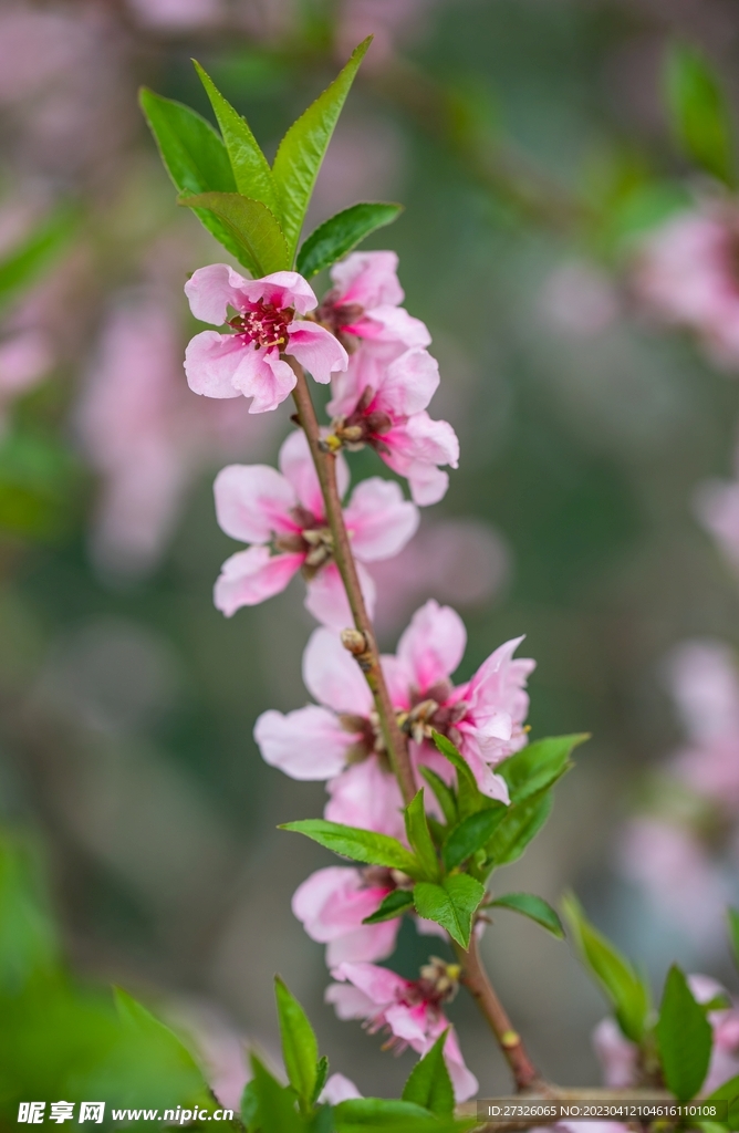 桃花