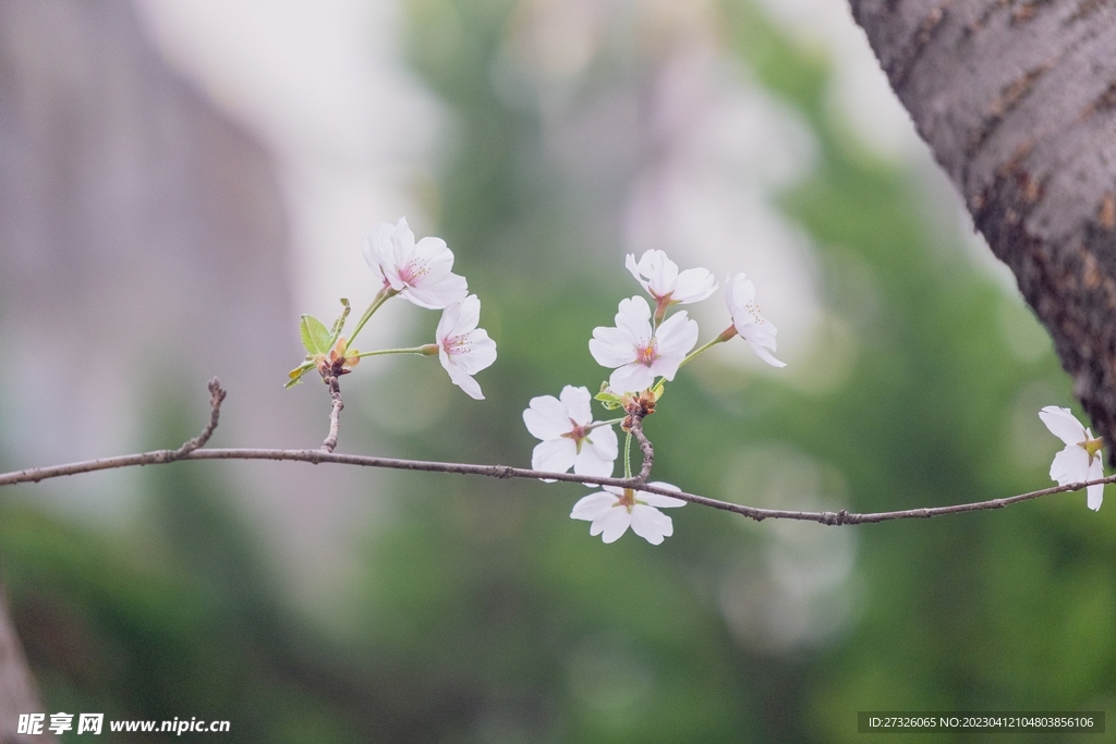 梨花