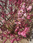 花色