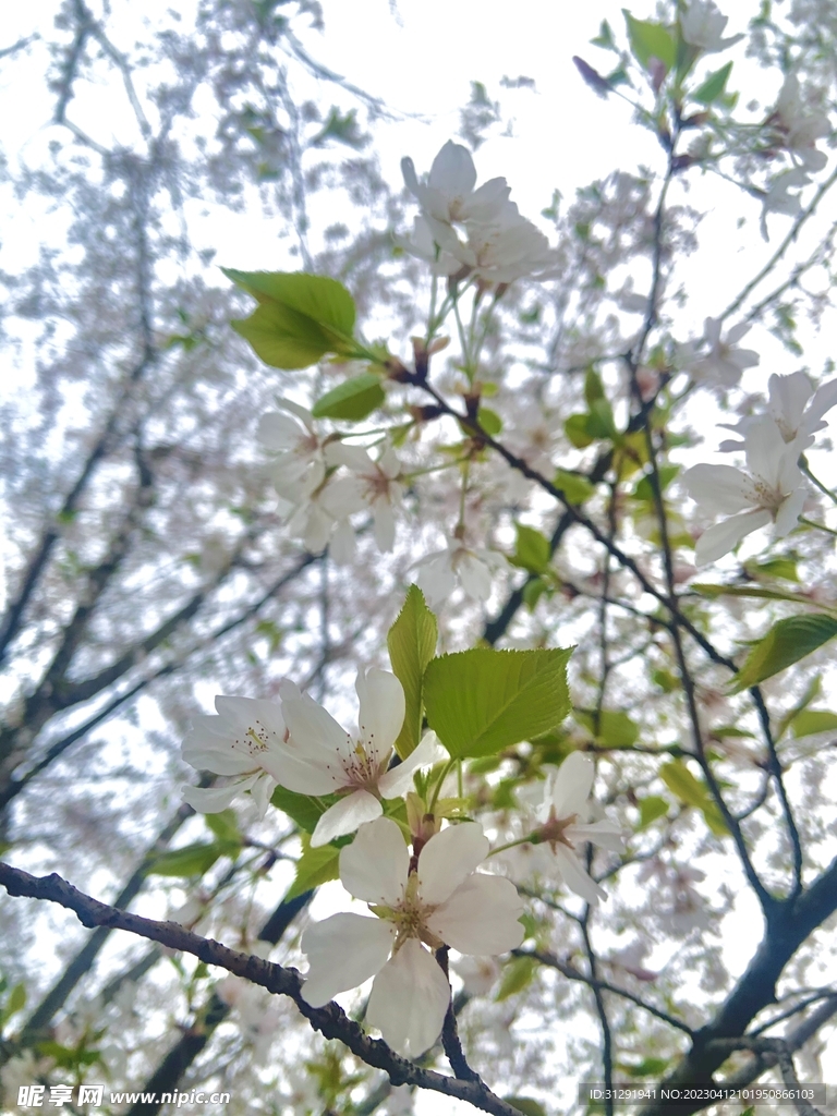 樱花