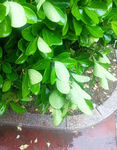 大叶黄杨 绿色 植物 灌木