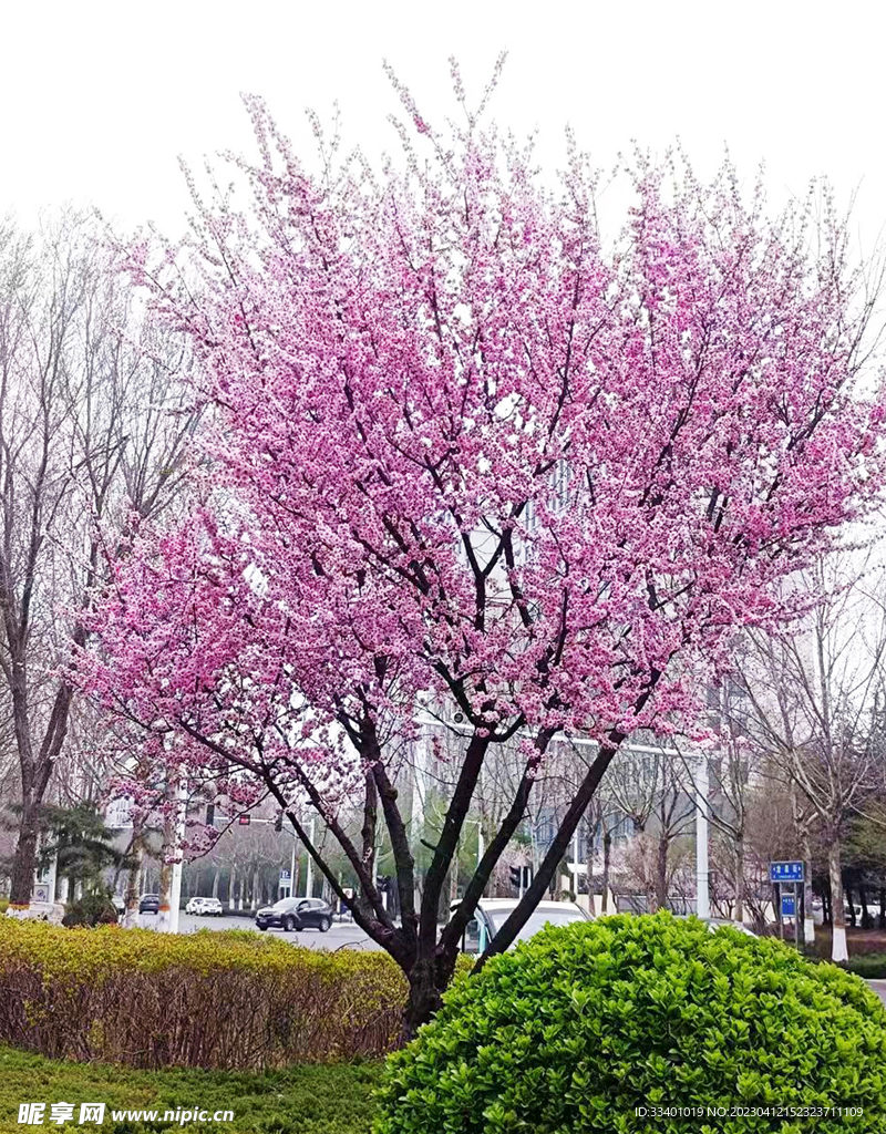 一树樱花