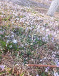植物 紫叶地丁 草坪 花丛 