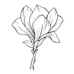玉兰花线稿
