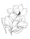 玉兰花线稿