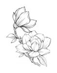 玉兰花线稿