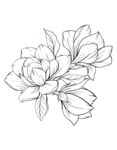 玉兰花线稿