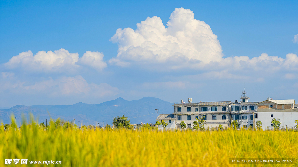 蓝天白云青稞地藏景美图