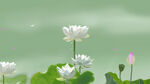 绿色荷花盛开美景背景图
