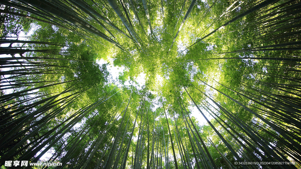 仰望竹林超清1080背景系壁纸