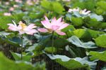 莲花