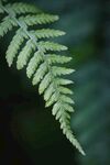 蕨类植物