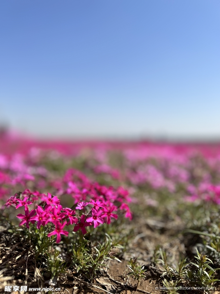 芝樱花海