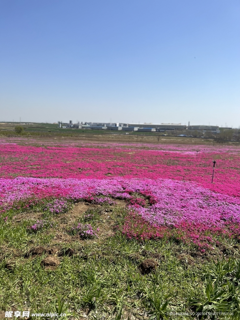 芝樱花海