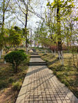 公园石阶小路